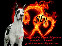 We have 3 show marked black bitches, 2 pet marked harlequins, 1 dog, 1. Great Dane Puppies Harlequins Mantles Merles Adventures