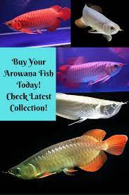 Arowanfishforsale Fish Pet Birds Fish Care