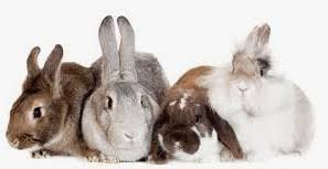 This is how much rabbit neutering and rabbit spaying cost. Did You Know Our Low Cost Spay Neuter Clinic Also Fixes Rabbits Mice And Rats Oh My Animal Shelter Inc Of Sterling