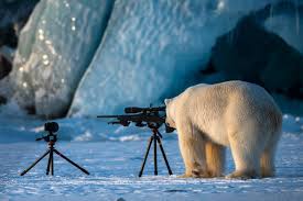 1200 x 965 jpeg 190 кб. Epic Photoshop Battle With Polar Bear And Camera The Inertia