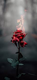 Download wallpaper hd ultra 4k background images for chrome new tab, desktop pc mac, laptop, iphone, android, mobile phone, tablet 1125x2436 Burning Rose 4k Iphone Xs Iphone 10 Iphone X Hd 4k Wallpapers Images Backgrounds Photos And Pictures