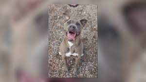 Maybe you would like to learn more about one of these? Rio Rancho Animal Shelter Reduces Adoption Fees
