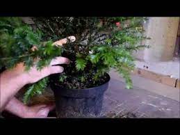Im folgenden haben wir möglichst viel fotobeispiele zusammengestellt, wie man eine ausgefallene gartendeko selber machen kann. Bonsai Einfach Mal Selber Machen Youtube