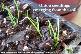 In this instructable you can see how easy it is to grow. Growing Onions From Seed 5 Tips For A Great Harvest