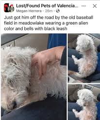 Found dog by the church in Rio communities intact male super lovable help  us find his family