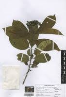 Image result for Ehretia cymosa