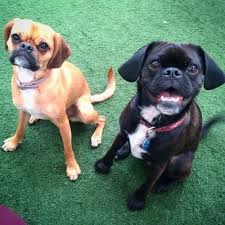 Black And Tan Pugalier Follow Cute These Two Cute Pug X Cavalier Best Friends At Boomer Pugalier At Follow Boomer Pugalier Pug Mixed Breeds Pug Mix Cute Pugs