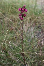 Image result for Hedbergia