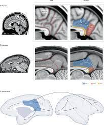 A tripartite view of the posterior cingulate cortex | Nature Reviews  Neuroscience