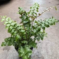 Image result for Didymochlaena