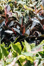 Image result for ficus elastica flower