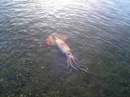 The doctored image accompanied a fake report from lightly braised turnip, which. Esa Envisat Fishes Up Facts Behind Chilean Giant Squid Invasion