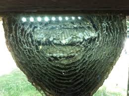 Maybe you would like to learn more about one of these? A Bald Faced Hornets Nest Built On A Window So You Can See The Inside Hornets Nest Nest Building Wasp Nest