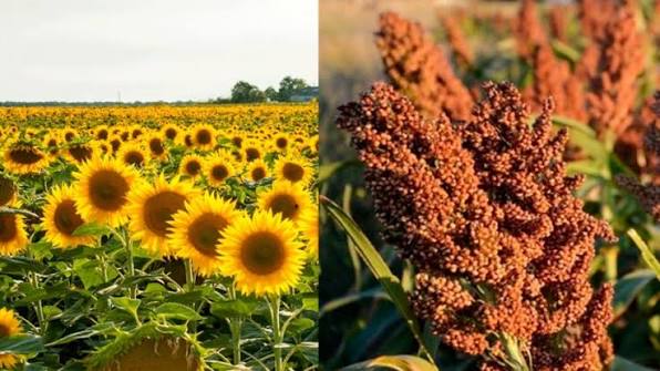 Sorgo, cebada forrajera y girasol, ingresaron al programa “dólar agro” | Agroempresario.com