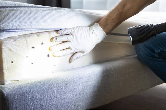 Mattress Clean Treatment for Bed Bugs