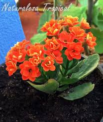 Manual Para El Cultivo De Kalanchoes En El Jardin Kalanchoe Blossfeldiana Plantas Suculentas Jardineria De Invernadero