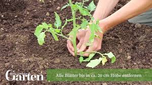 Ab wann kann eigentlich geerntet werden? Tomatenpflanzen Richtig Setzen Mein Schoner Garten