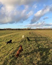 Your puppy is raised right in our home, with a focus on health, wellness, and proper socialization. Interview Woof And Whistle Dog Walking The Oxford Dog Blog