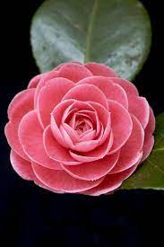 I Fiori Rosa Devono Essere Tra I Piu Popolari Del Pianeta Abbiamo Raccolto Il Fiori Faidate Egzotik Cicekler Balkon Bitkiler Bitki