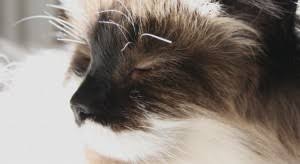 I just learned to vacuum the furniture, by actually lifting up the whole vacuum and using the beater bar to lift it off. Remove Cat Hair From Furniture Simply Good Tips