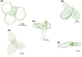 Image result for Wolffiella