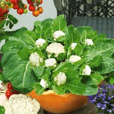 Überblick ganzen blumenkohl kochen und zubereiten so behält blumenkohl die farbe und stinkt nicht so behält blumenkohl die farbe und stinkt nicht. Multiflora Pfluck Blumenkohl Kaufen Ahrens Sieberz Pflanzenversand Gartenbedarf