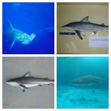 Maybe you would like to learn more about one of these? 7 Sharks Found In The Gulf Of Mexico The Florida Times Union Jacksonville Fl