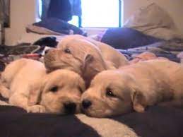 Serving ct, me, ma, eastern ny, nj, nh, ri, & vt, sunshine golden retriever rescue is a 501c3 registered dog rescue group. Golden Retriever Puppies In New Mexico