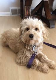Our wala & alaa certified labradoodles for sale in texas are allergy friendly dogs. Mini Goldendoodle For Sale Texas