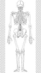 Human Skeleton Human Back Human Body Bone Png Clipart Abdomen Anatomy Arm Black And White Bone