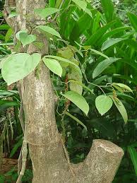 Penyakit kuning pada tanaman lada ini merupakan jamur yang menjangkit pada tanaman, nama jamur ini adalah fusarium oxysporum yang membuat daun tanaman menjadi kuning. Lada Wikiwand