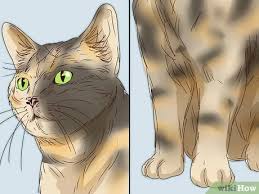 Extending your cat's lifespan requires you to feed it the best food and attend to its health needs. 5 Ways To Identify A Tabby Cat Wikihow