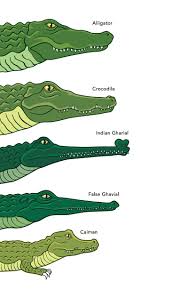 Croc Top Down Illustration Google Search Pegadas De Animais Tecnico De Veterinaria Habilidades De Sobrevivencia
