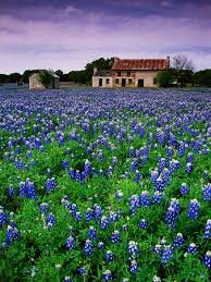 Field Of Blubonnets Marble Hill Area Texas Photographic Print Richard Cummins Art Com Texas Bluebonnets Old Farm Houses Flower Field