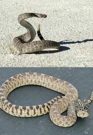 Black And White Checkered Snake Texas 5 Venomous Snakes And Their Look Alikes Creatures Venenosas Tecnicas De Supervivencia Animales