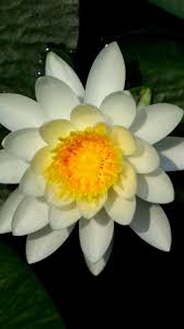 Water Lily White Flower Leaves Bloom 720x1280 Wallpaper Water Lily Bloom Flowers