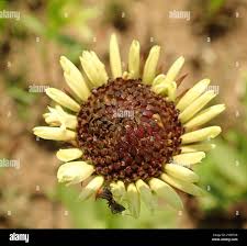 Image result for Callilepis laureola
