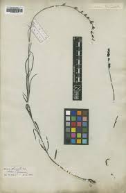 Image result for Buchnera randii