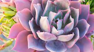 Agave is a large genus of succulent plants. Introducing The Best Succulent Varieties For Gardens Sunset Sunset Magazine
