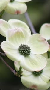 Maybe you would like to learn more about one of these? Pin By Holly Mc On Flowering Beauty Dogwood Blooms Dogwood Trees Planting Flowers