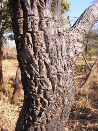 Image result for Terminalia mollis