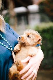 T Shirt Dress Film Fashion Fun Norfolk Terrier Baby Dogs Jack Russell Terrier