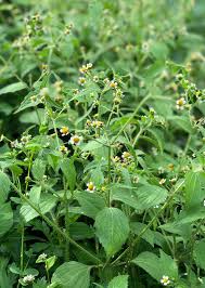 Image result for Galinsoga parviflora