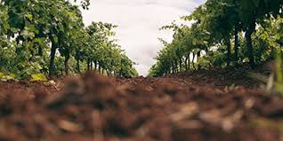 The best way to control pests in garden without the use of chemicals is by using homemade materials. Pest And Disease Management Wine Australia