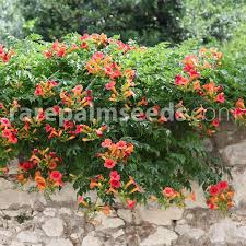 Surface sow seeds in a pot or a plastic baggie that will fit in the refrigerator. Campsis Radicans Trumpet Vine Buy Seeds At Rarepalmseeds Com