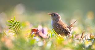 Sie beleben durch ihr buntes treiben den garten, erfreuen uns durch ihren gesang und haben schädlinge zum fressen gern. So Bringen Sie Mehr Vogel In Ihren Garten Wellness Magazin The Way Of Life