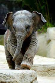 صور افيال cute baby elephant baby animals animals