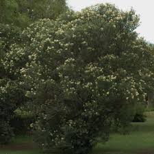 Image result for Buddleja salviifolia