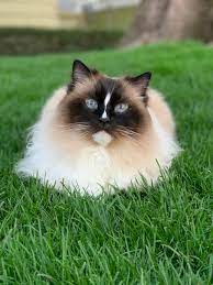 Can Ragdoll Cats Go Outside Are Ragdoll Cats Allowed Outside