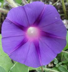 Pin On Poisonous Plants